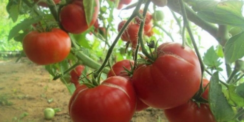 Paradajz majčine ljubavi: recenzije, fotografije, prinos